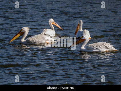 Amerikanische weiße Pelikane als Gruppe im See angeln Stockfoto