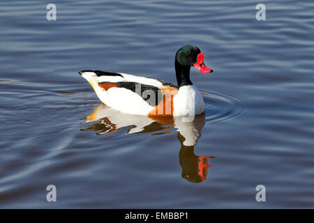 Eine gemeinsame Brandgans (Tadorna Tadorna) an Slimbridge Wetland Centre, Gloucestershire, Vereinigtes Königreich. Stockfoto