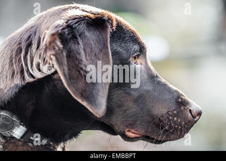 Seite Profil Portrait eines chocolate Labrador Kopf außerhalb Stockfoto