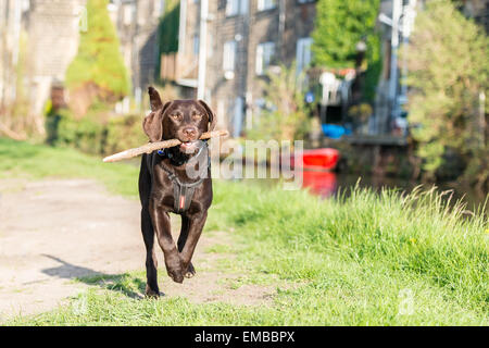 Chocolate Labrador läuft ein Kanal Leinpfad mit einem Stock in den Mund Rodley, Leeds, West Yorkshire Stockfoto