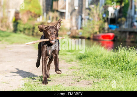 Chocolate Labrador läuft ein Kanal Leinpfad mit einem Stock in den Mund Rodley, Leeds, West Yorkshire Stockfoto