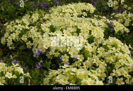 Primeln und Veilchen in der Wildnis Stockfoto