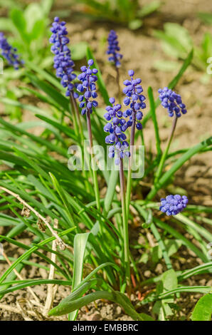 Wild wachsende Blumen lila lupine Stockfoto