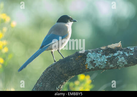 Iberische Elster (Cyanopica Cooki) Stockfoto