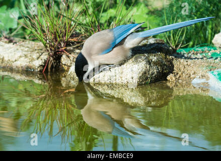 Iberische Elster (Cyanopica Cooki) Stockfoto