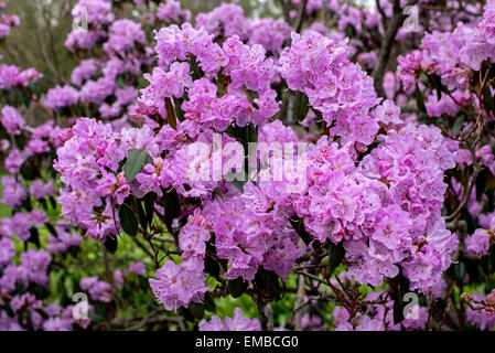 Eine feine Feder Anzeige von Rhododendron Rubiginosum var. Rubiginosum in einem Garten von Edinburgh. Stockfoto