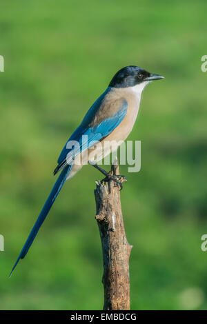 Iberische Elster (Cyanopica Cooki) Stockfoto