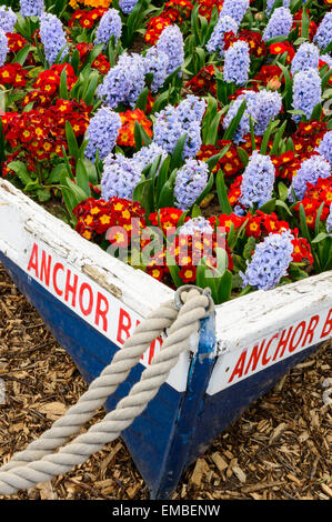 Eine Blütenpracht in einem alten Ruderboot in das Fischerdorf Whitby, North Yorkshire, England. Am 18. April 2015. Stockfoto