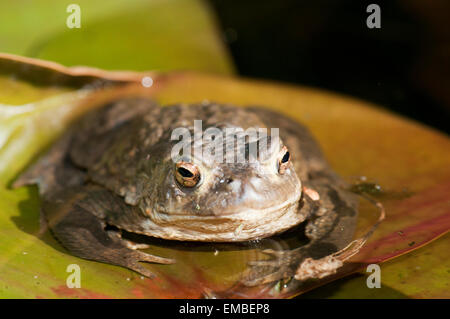 Gemeinsamen Kröte (Bufo Bufo) im Teich während der Laichzeit Stockfoto