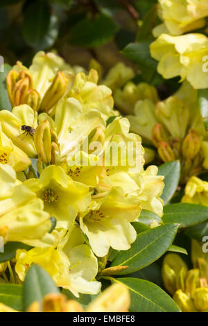 Gelbe Frühlingsblumen des Hügels bildet immergrüne, Rhododendron "Loch Morar" Stockfoto