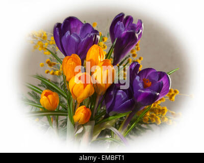 Blumen, crocuses(Crocus) gelb und violet.inflorescence: Mimosa (Acacia Dealbata). Stockfoto