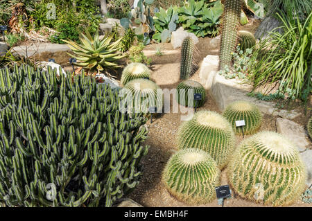 Golden Barrell Cactus im Gewächshaus in den Kew Gardens, London, England, Großbritannien Stockfoto