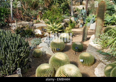 Golden Barrell Cactus im Gewächshaus in den Kew Gardens, London, England, Großbritannien Stockfoto