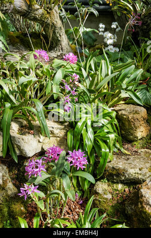 Orchideen-Ausstellung in den Kew Gardens, London, England, Großbritannien Stockfoto