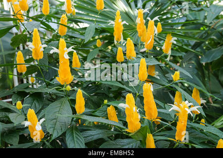 Gelbe Blüten von goldenen Garnelen Pflanze oder Lollipop Pflanze Stockfoto