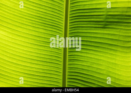 Hinteres beleuchtetes Palmblatt, Textur aus nächster Nähe Stockfoto