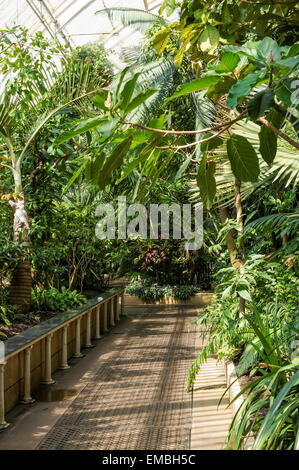 Innenausstattung des Palm House in The Kew Gardens, London England Großbritannien Stockfoto