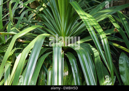 cebu blue variegata Epipremnum 'Cebu Blue Variegated' – VI Plant Shop main image 1