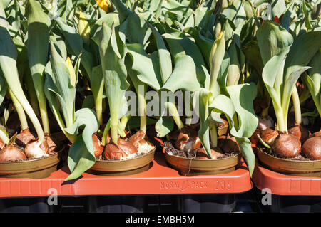 Junge Tulpen gepflanzt werden bereit Stockfoto