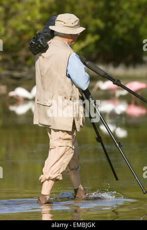 Fotograf mit Stativ, waten in Estero Lagune, umgeben von einem Schwarm von rosige Löffler Stockfoto