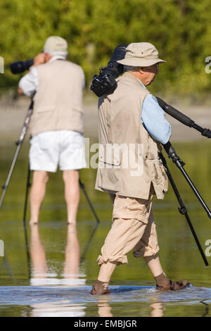 Ein Fotograf fotografiere und ein Fotograf mit Stativ, waten in Estero Lagune, Fort Myers Beach, Florida, USA Stockfoto