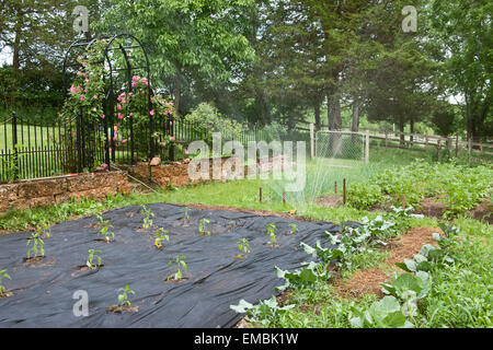 Gemüsegarten wird gewässert, mit frisch gepflanzten Paprikaschoten umgeben von schwarzem Stoff Mulch in "Küchengarten" Stockfoto