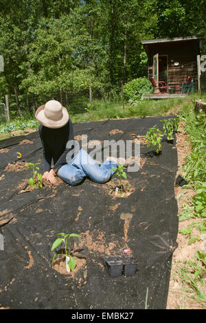 Frau Pfeffer Garten in Boden Pflanzen bedeckt mit schwarzem Garten Stoff zur Vermeidung von Unkraut, auf einem Bauernhof in der Nähe von Galena, Illinois Stockfoto