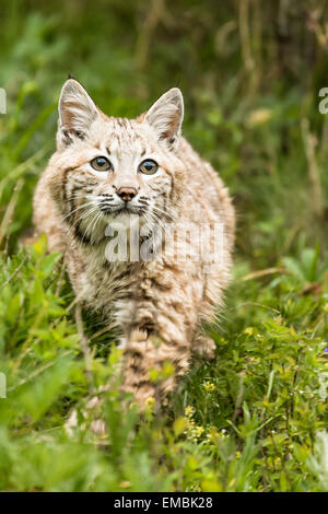 Bobcat auf der Suche nach Beute auf einer Wiese in der Nähe von Bozeman, Montana, USA. Stockfoto