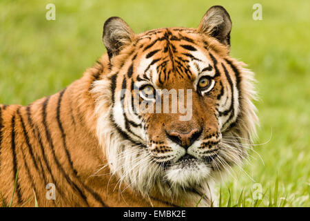 Captive Sibirischer Tiger-Porträt Stockfoto