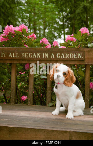 Cavalier King Charles Spaniel, Mandy, 4 Monate alt, sitzen auf einer Bank Deck vor ein Rhododendron Strauch Stockfoto