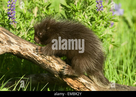 Baby gemeinsame Porcupine (Erethizon Dorsatum) klettern auf einem Baumstamm in die Wiese voller Wildblumen. Stockfoto