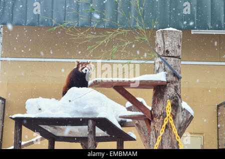 Rot/kleiner Panda stehend auf der hohen Plattform im Asahiyama Zoo Stockfoto