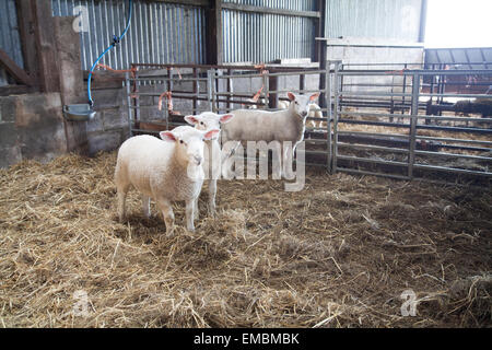 Drei walisischen 9 Woche alten Hand aufgezogen Frühjahr Lämmer drängen sich zusammen in einem Gehäuse / Bauernhof-Gebäude im April / Ostern. Stockfoto