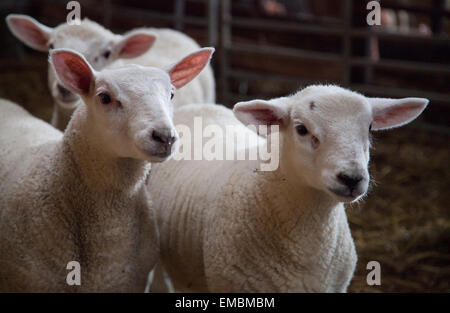 Drei walisischen 9 Woche alten Hand aufgezogen Frühjahr Lämmer drängen sich zusammen in einem Gehäuse / Bauernhof-Gebäude im April / Ostern. Stockfoto