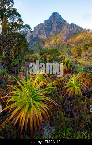 Mt. Anne aus Pandani Regal - Southwest-Nationalpark - Tasmanien - Australien Stockfoto