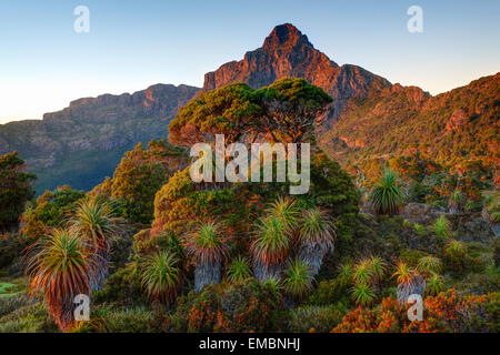 Mt. Anne aus Pandani Regal - Southwest-Nationalpark - Tasmanien - Australien Stockfoto