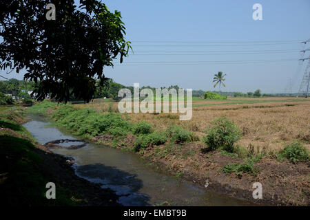 Wunderschöne Aussicht auf Nebengewässer und Kokospflanzen Stockfoto