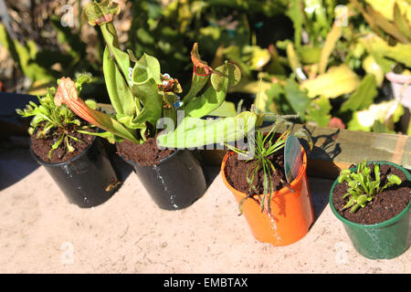 Andere Sorte von fleischfressenden Pflanzen Stockfoto