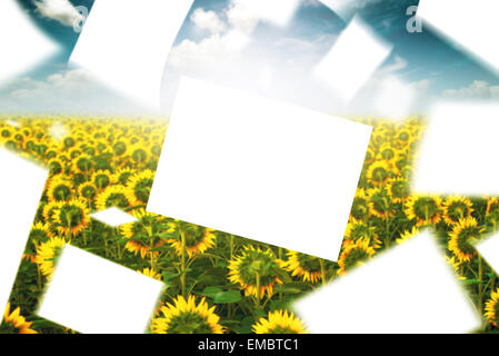 Leere Papiere in den Wind in bewirtschafteten landwirtschaftlichen Sonnenblumenfeld, schöne Wolken im Hintergrund schweben Stockfoto