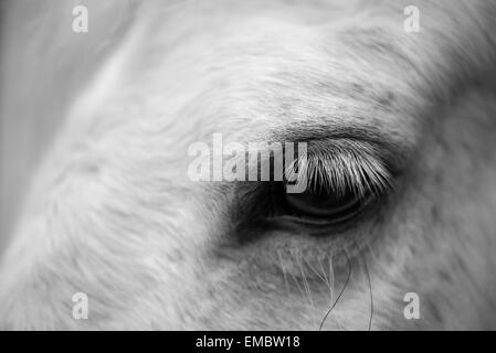 Auszug aus dem Auge eines grauen Ponys mit langen Wimpern hautnah. Stockfoto