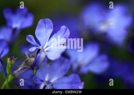 Pulsierende blaue Lobelie Einzelblüte Stockfoto