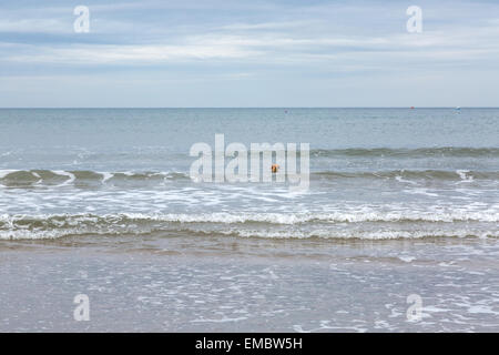 Labradoodle Hund spielt am Strand und im Meer, Whitby, Yorkshire, England, UK Stockfoto