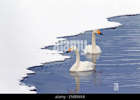 Schwimmen im Winter zwei Singschwäne (Cygnus Cygnus) Stockfoto