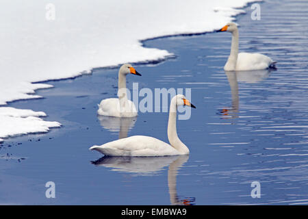 Schwimmen im Winter drei Singschwäne (Cygnus Cygnus) Stockfoto