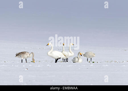 Herde von Singschwänen (Cygnus Cygnus) auf dem Land im Schnee im winter Stockfoto