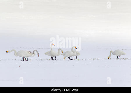 Herde von Singschwänen (Cygnus Cygnus) auf Ackerland im Schnee im Winter auf Nahrungssuche Stockfoto