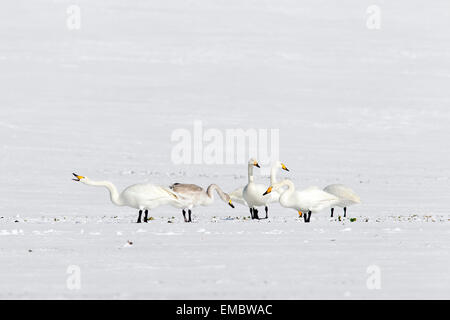 Herde von Singschwänen (Cygnus Cygnus) auf Ackerland im Schnee im Winter auf Nahrungssuche Stockfoto