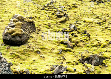 Lavafeld bedeckt in grünem Moos, South Island, Island Stockfoto