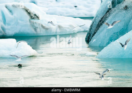 Vögel am Gletscherlagune Jökulsarlon, Island Stockfoto