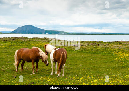 Islandpferde am See Mytavn, North Island, Island Stockfoto